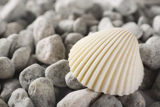 shell detail at the beach in summer time