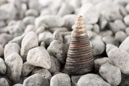 shell detail at the beach in summer time