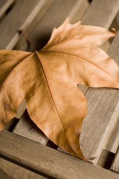 autumn details. ideal for decorate the home or office