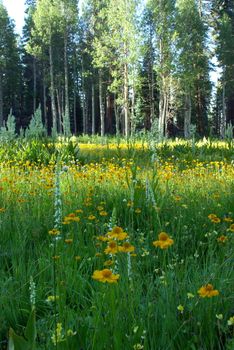 A sierra meadow boardered by Aspens and Pines and covered by flowers.