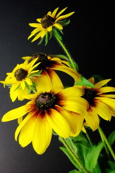 2 variaties of Blackeyed Susans (Daisy) in a simple arrangement with fine detail.