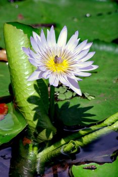 A bee is collecting pollen from the lilac flower of the water lily, an aquatic plant of the Nymphaea family