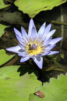 A pair of bees collecting pollen from the lilac flower of the water lily, an aquatic plant of the Nymphaea family