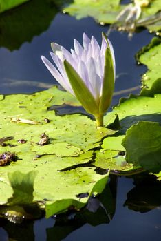 A partly opened lilac flower of the water lily, an aquatic plant of the Nymphaea family