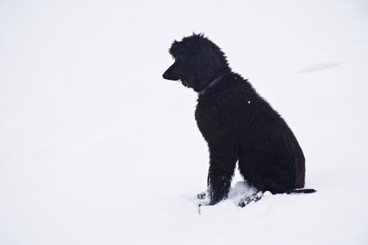 Afghan -puppy- dog on the Pyrennes of Catalonia, Spain