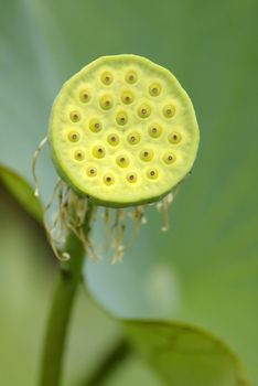 Stalk and seed pod of the Lotus flower (Nelumbo nucifera) with green seeds nested in alveoli