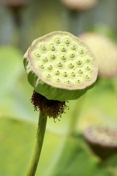 Stalk and seed pod of the Lotus flower (Nelumbo nucifera) with green seeds nested in alveoli