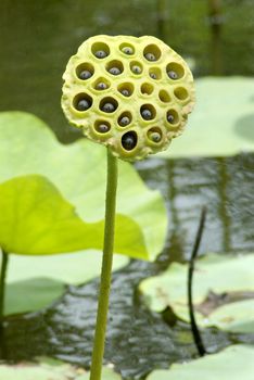 Stalk and seed pod of the Lotus flower (Nelumbo nucifera) with dark coloured seeds nested in alveoli