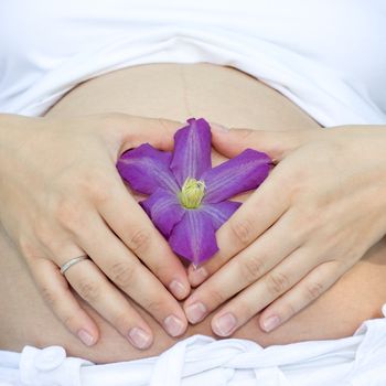 Young pregnant woman holding Clematis flower on her stomach