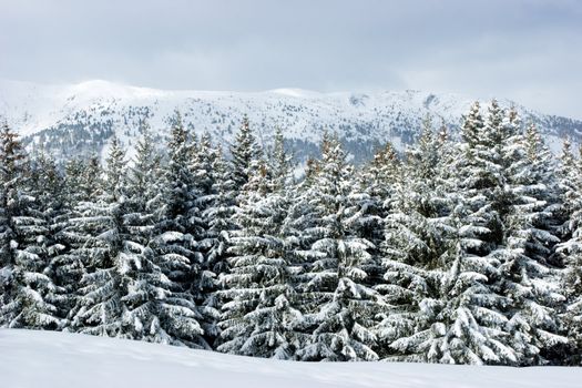 Fir trees covered with snow on a winter mountain