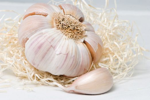 Garlic on a light background