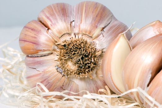 Garlic on a light background