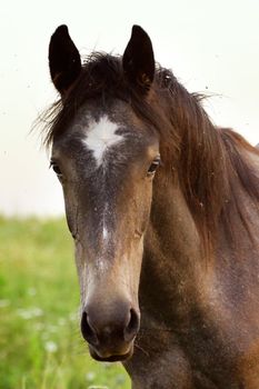 a closeup photo of a horse