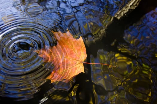 Shot of the autumn leaf on the water surface