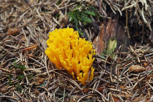 Detail of the mushroom - club fungus - yellow coral fungus