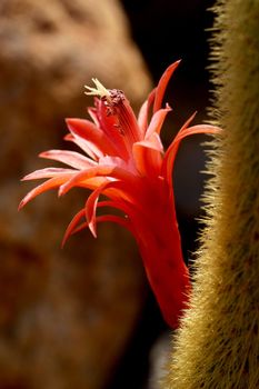 Cactus. Baja California, Mexico�