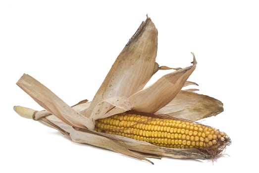 Dried corncobs with its skin isolated on a white background.