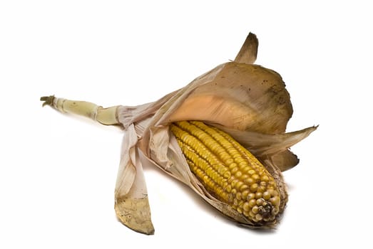 Dried corncobs with its skin isolated on a white background.