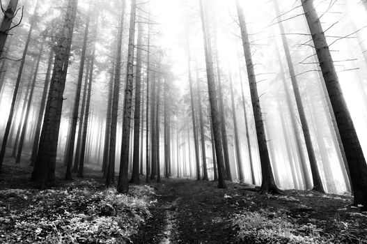 Image of the conifer forest early in the morning - early morning fog