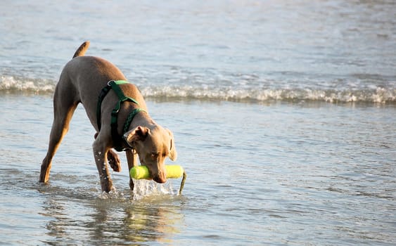 Brown dog playing fetch on the beach