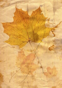 Detail (close-up) of the autumn leaf on the grunge paper