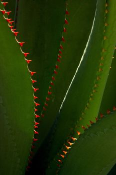 cactus in Mexico, Latin America