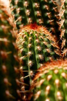 Cactus. Baja California, Mexico�