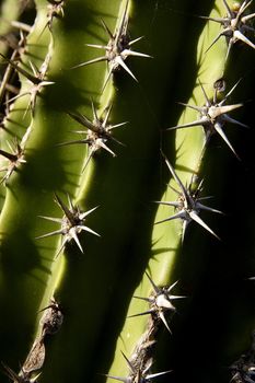 Cactus, Desert of Baja California Sur, Mexico