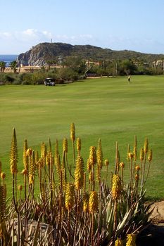 golf course in Los Cabos in Mexico
