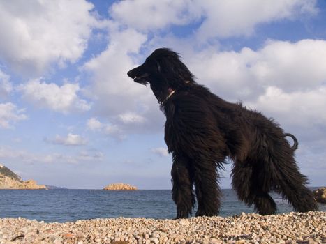 Dog in the beach of Tossa de Mar, Catalonia, Spain