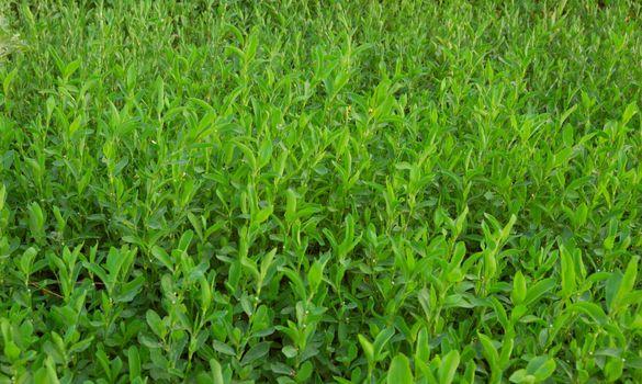 pattern of fresh spring green grass (meadow)