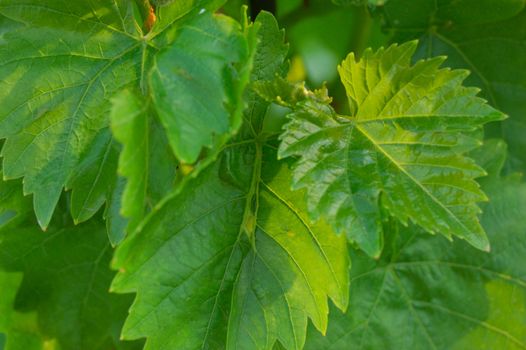 pattern of fresh spring green leaves of grape (vitis, vitaceae)