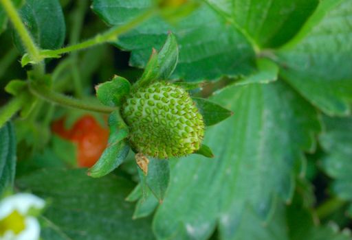 green strawberry in the garden