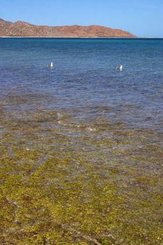 Espiritu Santo Island in Baja California Sur in Mexico