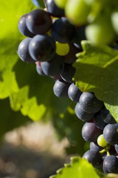 grapes in Vaucluse in Provence, France
