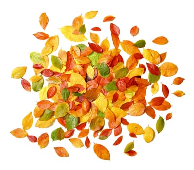 PIle of of beautiful autumn leaves isolated on white background - perfect for seasonal usage