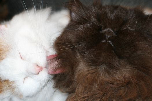  Cats enjoying a grooming