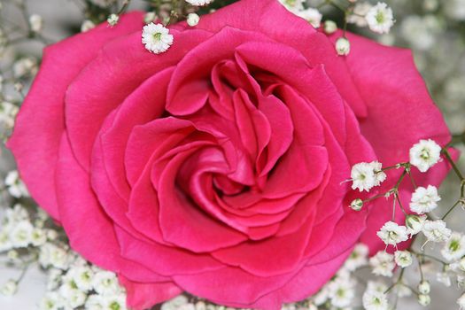 The pink rose with small white flowers.