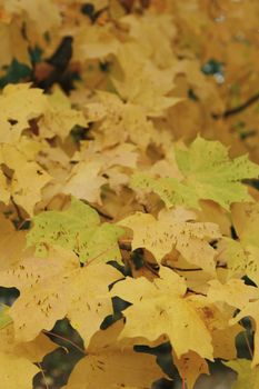 A maple leaves in beautiful autumn colours. A big branch wiyh diffrent yellow variation of leaves in fall season