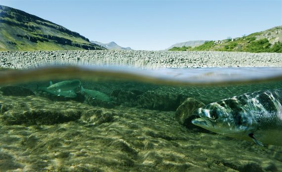 Unique shot of a fishing river underwater and landscape above