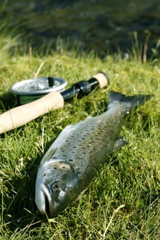 Freshly caught trout lying on the riverbank with fishing rod