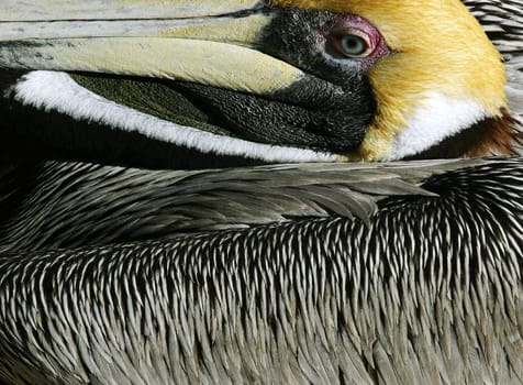 Colorful pelican resting on a hot summer day