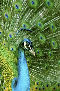 Close-up of a proud peacock showing off