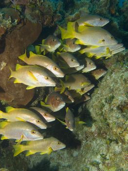 School of Grunts under a Ledge in the Cayman Islands