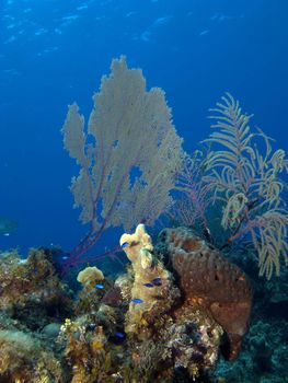 Sea Fan and Blue Fish in the Cayman Islands