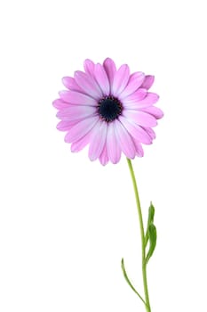Decorative camomile with pink petals on a white background.