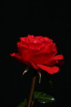 The red dismissed rose on a black background.