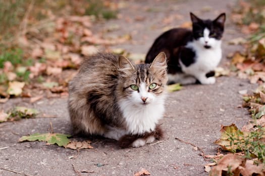 two cats in park road
