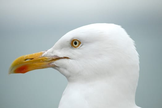 the face of a seagull