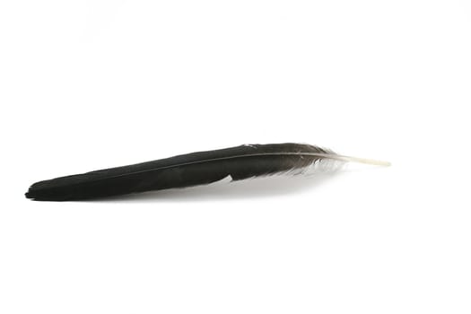 a feather isolated on white background